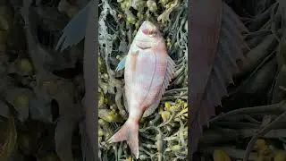 BEAUTIFUL COUCH&rsquo;S BREAM #fishing