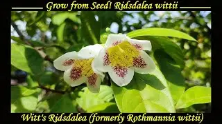 Grow from Seed! Ridsdalea wittii aka Witt's Ridsdalea (formerly Rothmannia wittii)