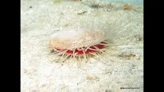 File Clam on the Move