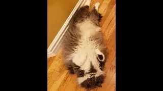 Cute & Chonky cat purring (30 minutes loop) ASMR Relaxation Purr therapy