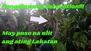 Lakatan 2nd Generation may Puso na rin|#farming #buhayfarmer #farmlife #buhayprobinsya #lakatan