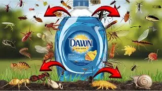 20 Pests Dawn Dish Soap Can Destroy