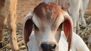cow is tha best is live! 200000 KI GAY KESI HOGI 😲😲😲❤️🐄🐄