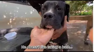 Can the Big Dog Escape Bath Time?