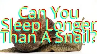 Snails Are INSANE Deep Sleepers & Hibernation FREAKS - How Long Do Snails Sleep?