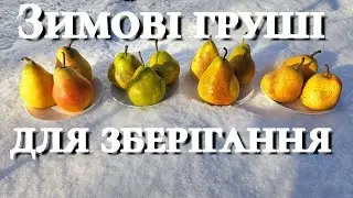 Зимові  сорти груші які дійсно зберігаються.