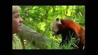 Steve Irwin feeds a red panda bamboo