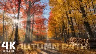 Autumn Healing Music | Relaxing Piano Guitar, Bird Songs & Autumn Path for Emotional Balance 🍂🌿