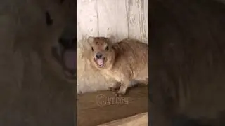 I Made Him Famous And He's Still Screaming At Me! 😡🤯