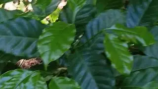 ARARA AMARELO PLANTIO DE MUDAS NOVAS#agro  CAFÉ 