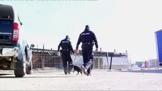 Perros con un olfato especial