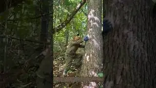 The First Step to Harvesting Pine Nuts: Climbing the Tree