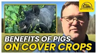 Benefits of Grazing Pigs on Cover Crops