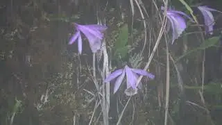 20250403 / 阿里山眠月線 / 台灣一葉蘭 [Pleione formosana] (唯一一處峭壁區)