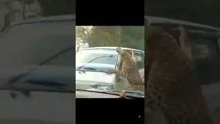 #aavu puli story#viral #shortsvideo