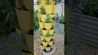 Here's some GreenStalk inspiration! #verticalgardening