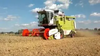 Żniwa 2016 Claas Dominator 66