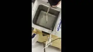 tailflick vid for diss defense