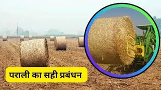 यहाँ पराली ना जलाने पर मिलते हैं 2500 रुपए । Paddy Straw Management ।