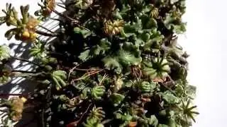 Sporophyte and Female 'Flowers' of Marchantia polymorpha