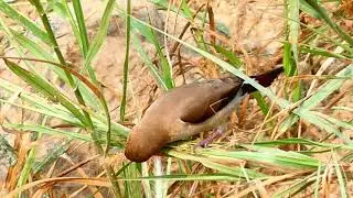 The Indian silverbill or white-throated munia (Euodice malabarica)