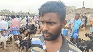 சமயபுரம் ஆட்டுச் சந்தை நேரலை