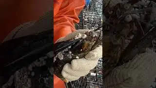 Когтистый спа-салон!
