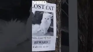 animal went missing  #cat #pets #cute #funnycats #cutecat #animals