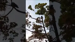 #ПтицыДревние_знают_о_нас_больше_чем_мы_сами#shorts #video #news #viral #live #games #travel #like