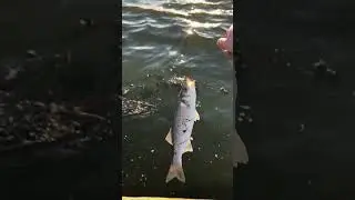 42cm Sea Bass Swimming off Strong 💪 #fyp #bass #seabass #bassfishing #ireland
