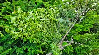 WOW! Mistletoe growing on a conifer