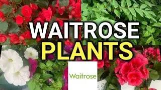 What&rsquo;s New Waitrose Garden?  LATEST Plants and Garden Event Highlights