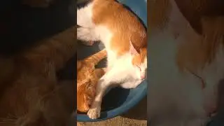 cute cat sleeping moments 😻 lovely mood 🐈#cat video #trending #short #viral #animal