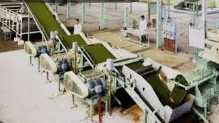 HOW TEA PROCESSED@MANUFACTURING CTC