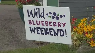Need weekend plans? Find out how to celebrate Maine's state berry