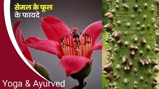 सेमल छाल के फायदे,Semal ki chhal ke fayde,Silk&nbsp;cotton&nbsp;tree