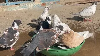 Cute Pigeons Bathing, Eating & Drinking Water | Relaxing Bird Sounds | Nature ASMR
