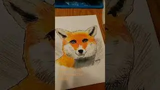 Prismacolor technique red fox drawing #animal #drawing