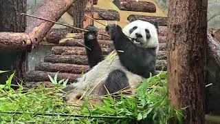 Панда Катюша из Московского зоопарка / Giant Panda Katyusha from Moscow Zoo