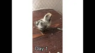 Day to day growth of silver sebrights