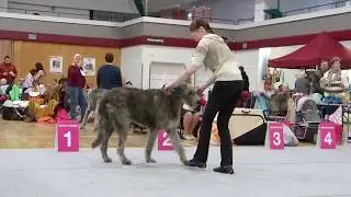 Irish Wolfhound Irish Coffee vom Alpetal 17.02.18 in Erfurt