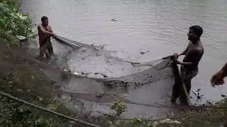 Primitive Technology: Unlimited Pugnacious Fish Catching in Rural Village of Bangladesh