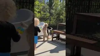 Cavapoo Puppies Playing with Bubbles!