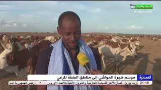 موسم هجرة المواشي إلى مناطق الضفة للرعي