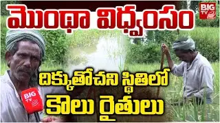 Cyclone Montha | Massive Floodsin Srikakaulam | శ్రీకాకుళంలో దిక్కుతోచని స్థితిలో కౌలు రైతులు