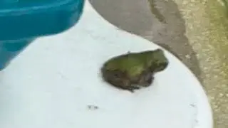Frogs Everywhere!!! |Episode 28|🐸🙀😝