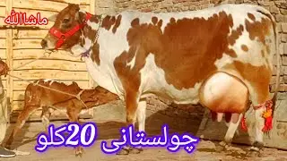 0304 3110528☎️ Cholastani frezn cow far sale (23-1-2026)