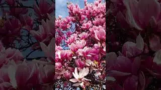 Wow amazing spring in Zagreb, Croatia 🇭🇷