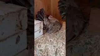 Another broody hen. #silver #duckwing #pair #serama #bantam #chickens