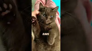 The Rare Beauty of Brown Cats